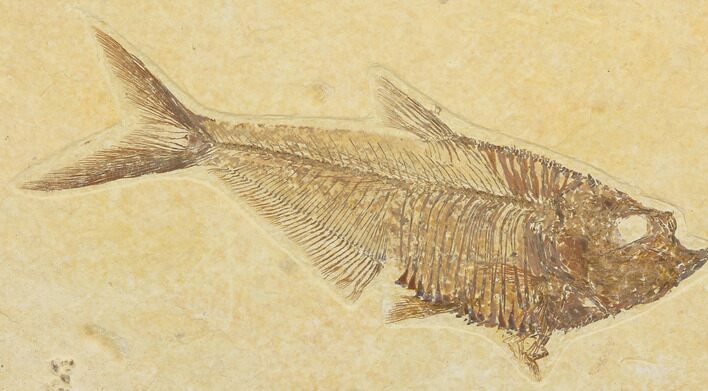 Detailed, Diplomystus Fossil Fish - Wyoming #79958